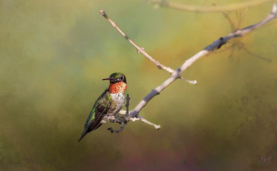 Resting Hummingbird Photograph by Pam Rendall