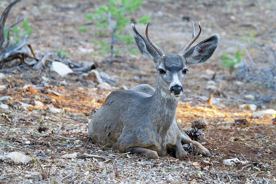 Deer Photograph - Resting by James Marvin Phelps