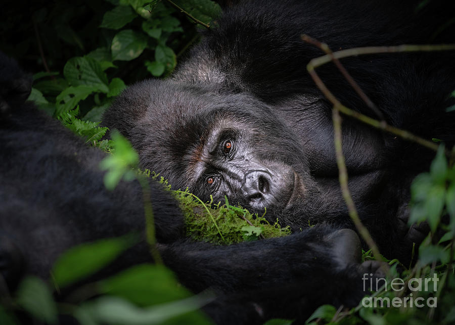 Resting King Photograph by Jamie Pham