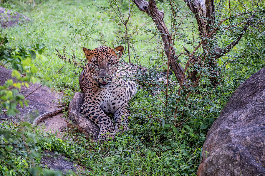 Resting Leopard Cub in Yala National Park Photograph by Arj Munoz