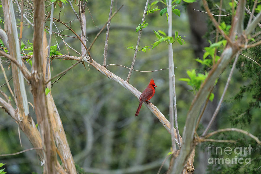 Resting Male Cardinal Photograph by Jennifer White