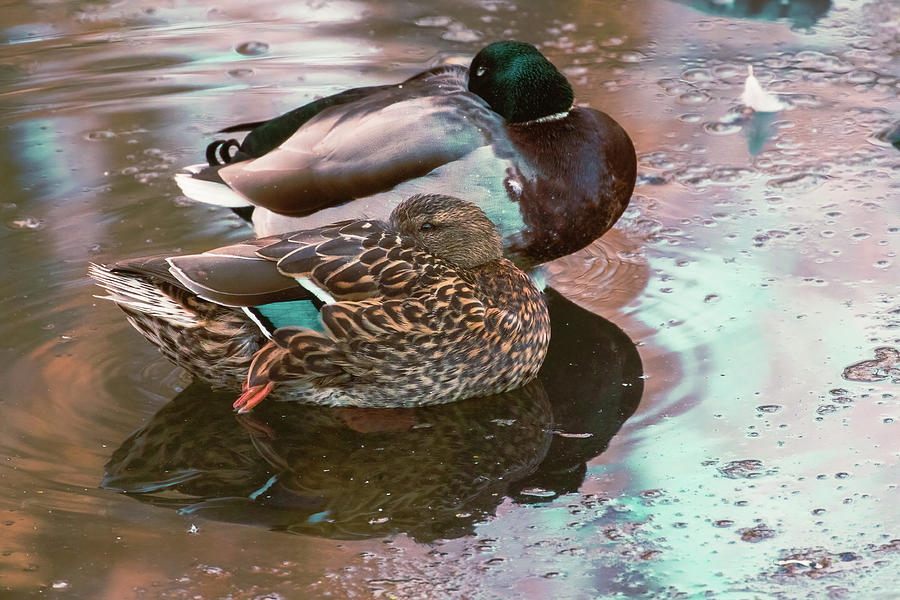 Resting Mallards Photograph by Mike Lee
