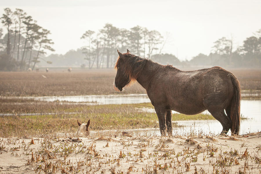 Resting Mare and Foal Photograph by Kristia Adams