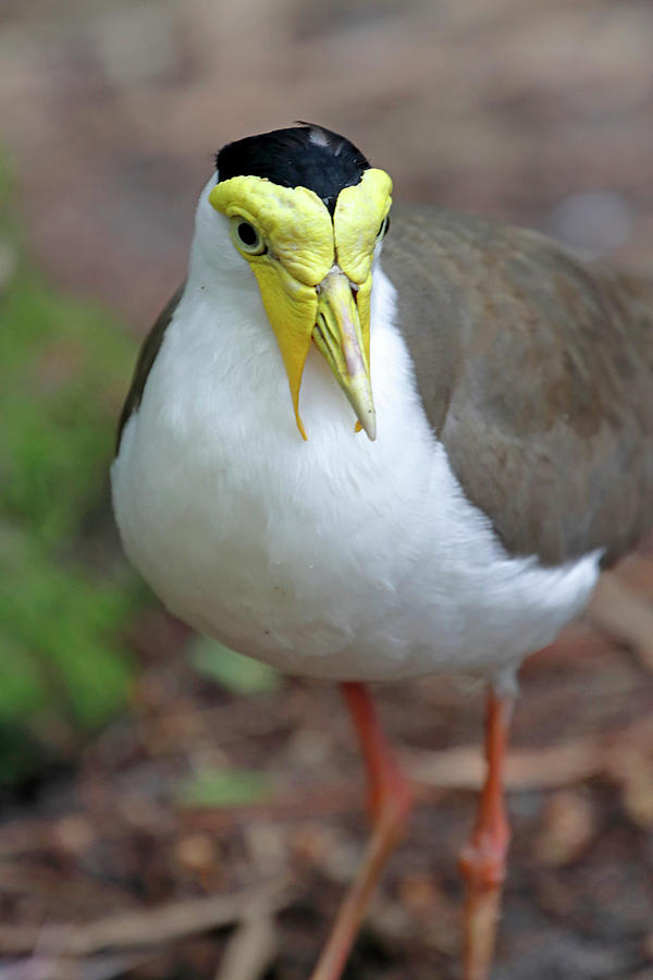 Resting Masked Lapwing Photograph by Daniel Caracappa - Fine Art America