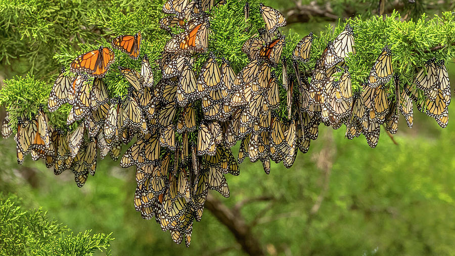 Butterfly Photograph - Resting Monarchs by Brian Weis  by California Coastal Commission