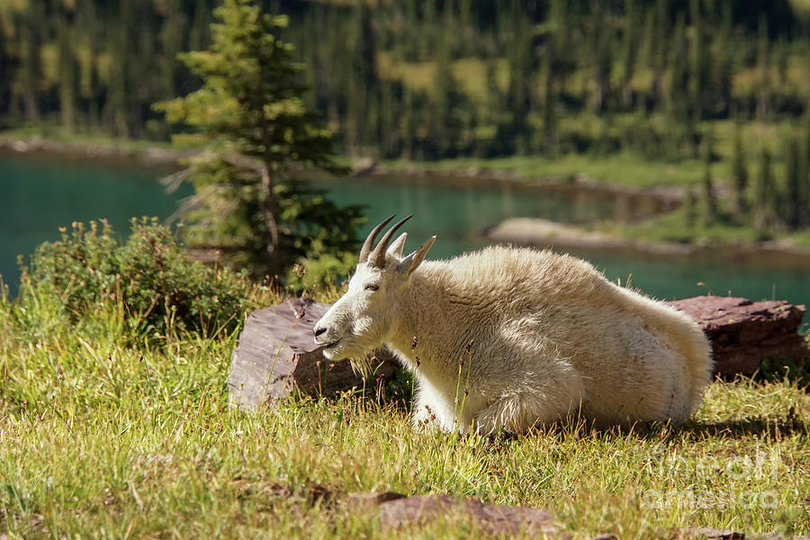 Resting Mountain Goat Photograph by Nancy Gleason