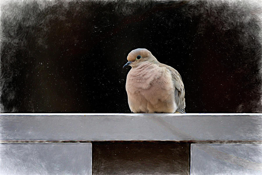 Resting Mourning Dove Photograph by Debra Martz