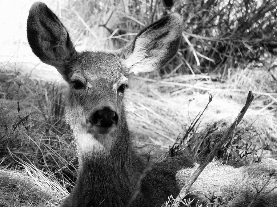 Resting Mule Deer Photograph by Dan Miller