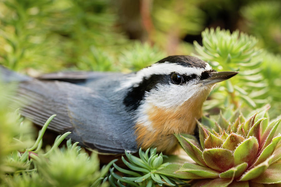 Resting Nuthatch Photograph by Jean Noren