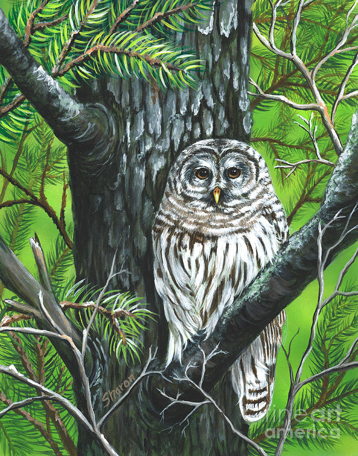 Resting Owl Painting by Sharon Molinaro