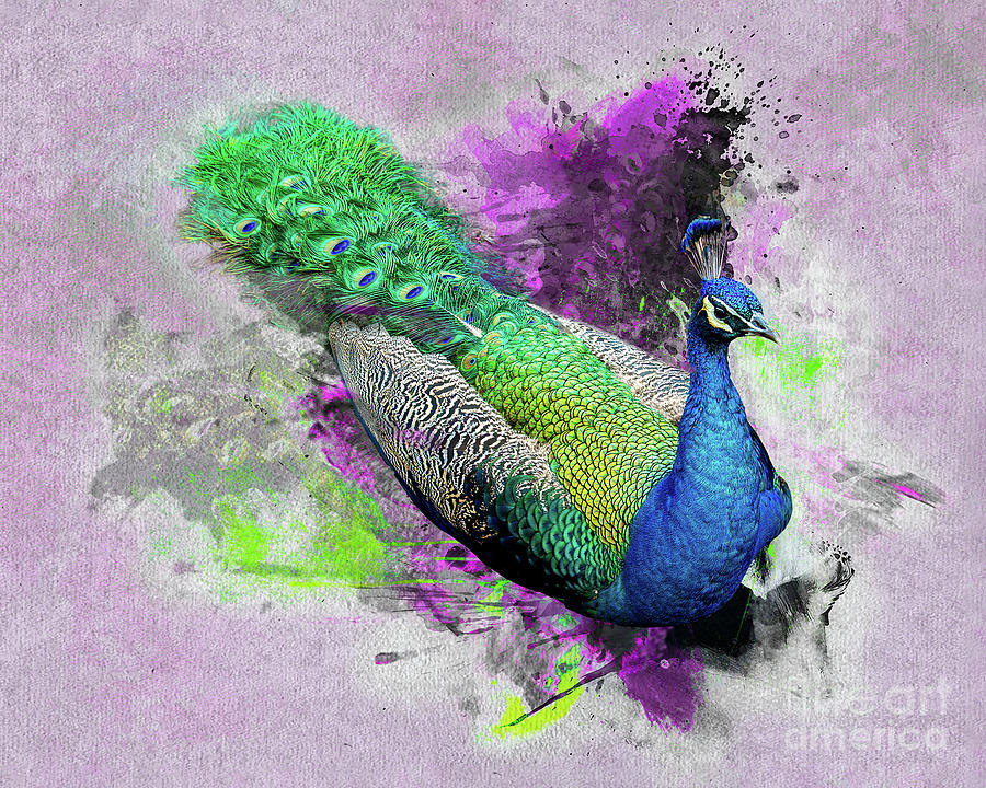Resting Peacock Digital Art by Anthony Ellis