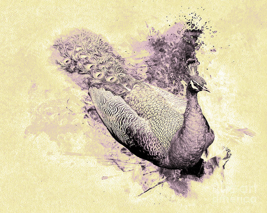 Resting Peacock - Monochrome Digital Art by Anthony Ellis