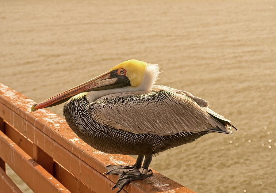 Resting Pelican 1 Photograph