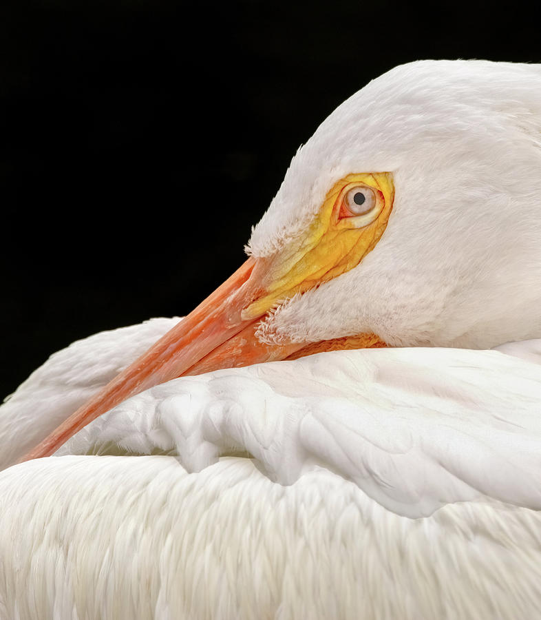 Resting Pelican Photograph by Ira Marcus