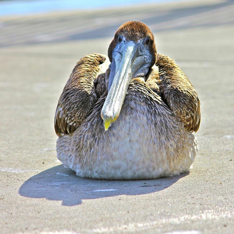 Resting Pelican Photograph by Lorna Maza