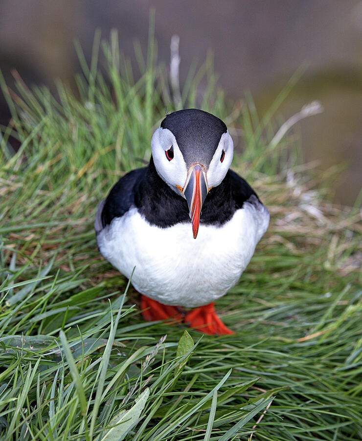 Resting Puffin Photograph by Bob Falcone