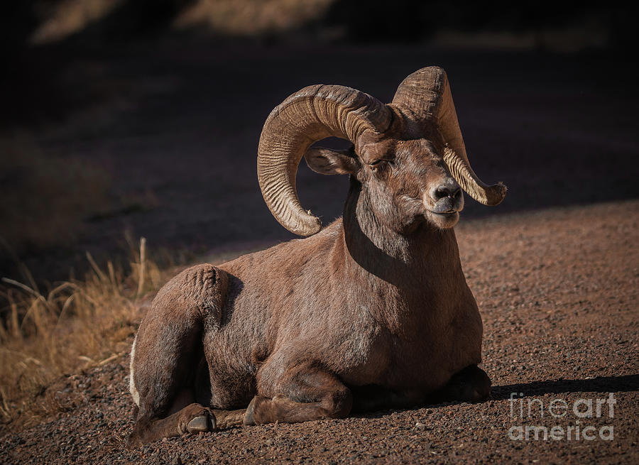 Resting Ram Photograph by Dlamb Photography