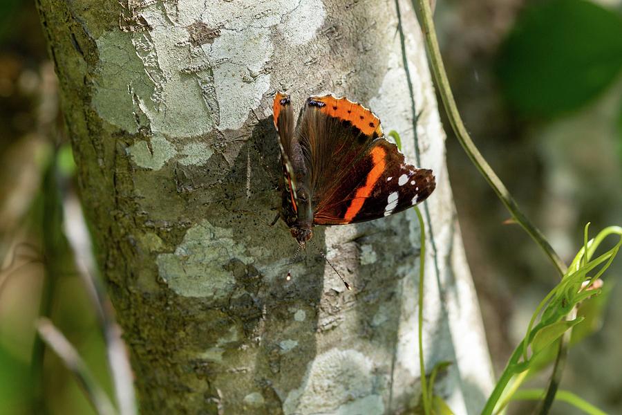 Resting Red Admiral Photograph by Liza Eckardt