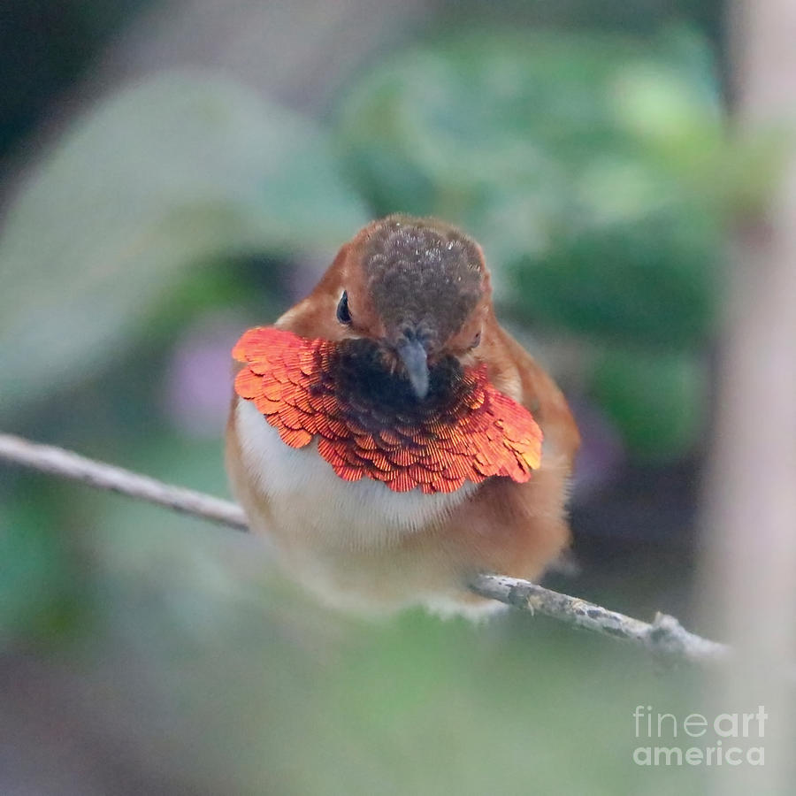 Resting Rufous Hummingbird Square Photograph by Carol Groenen