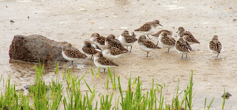 Resting Semipalmated Sandpipers Photograph by Kristia Adams