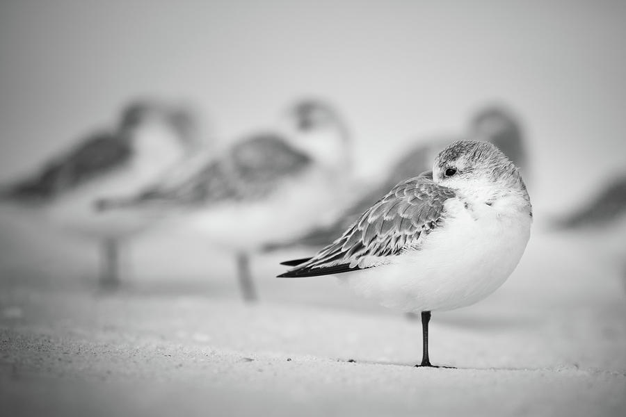 Resting Shore Birds In Black And White Photograph by Jordan Hill