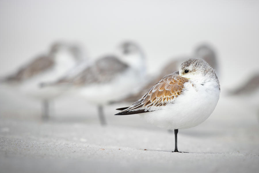 Resting Shore Birds Photograph by Jordan Hill