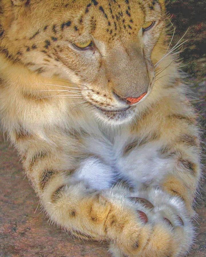 Resting Snow Leopard Photograph by Susan Rydberg