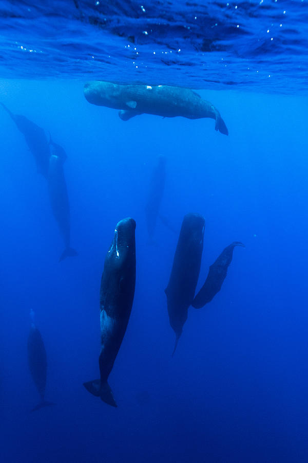 Resting sperm whales Photograph by Kerstin Meyer