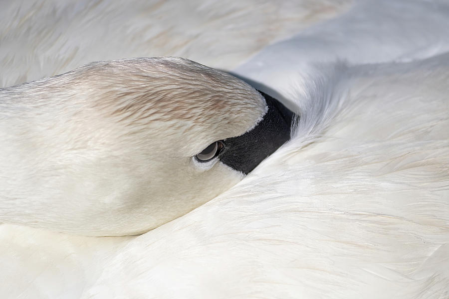Resting Swan Photograph by Bradford Martin