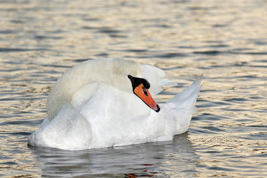 Swan Photograph - Resting Swan by Karol Livote