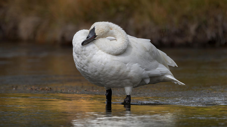Resting Swan. Photograph by Paul Martin