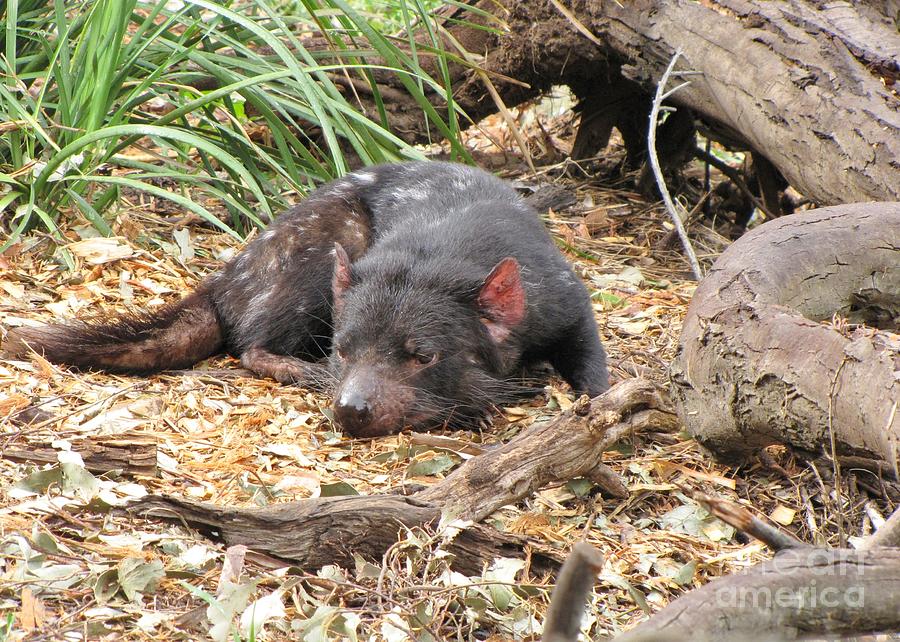 Resting Tasmanian Devil Photograph by World Reflections By Sharon