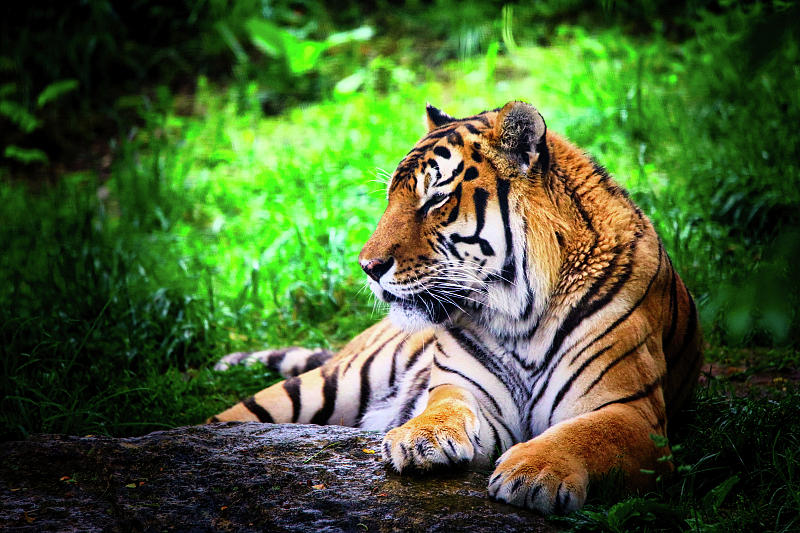 Resting Tiger Photograph by Scott Burd