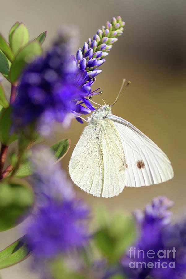 Resting White Butterfly Photograph by Nancy Gleason