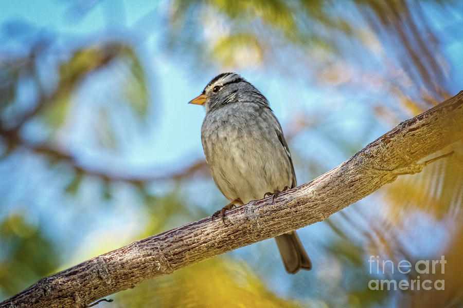 Resting White Crowned Sparrow Photograph by Robert Bales
