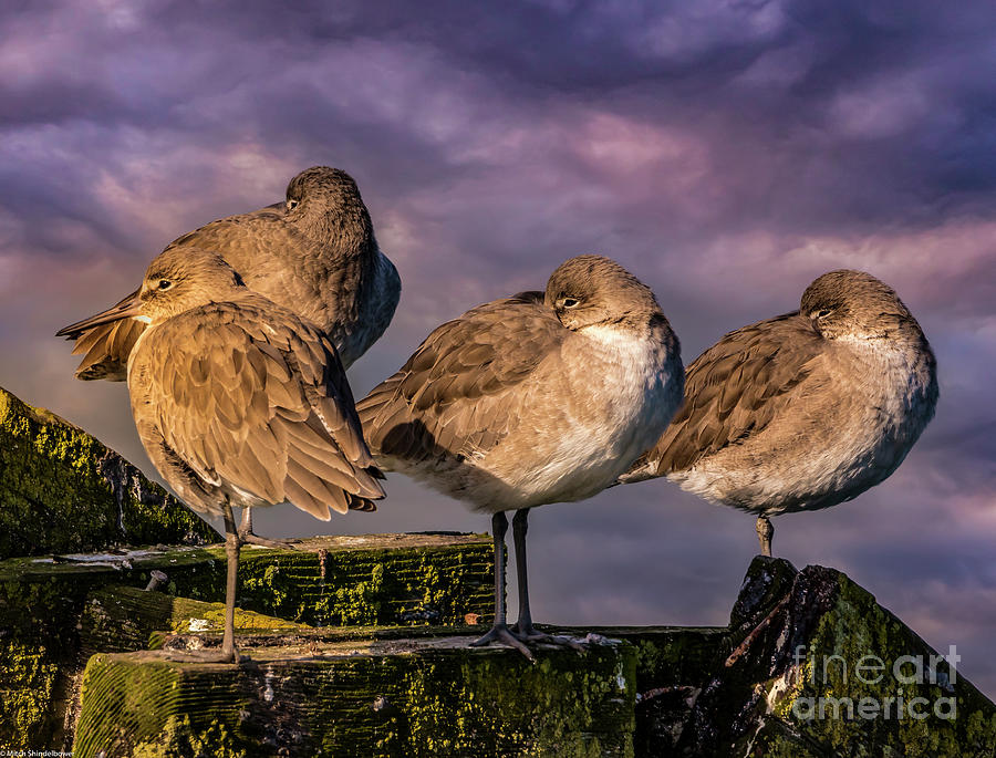Resting Willets Photograph