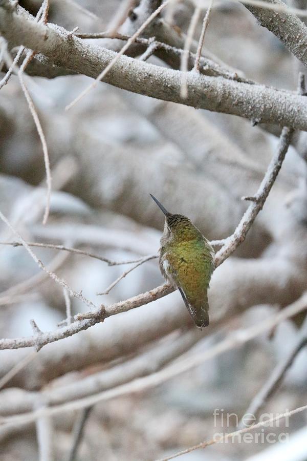 Resting Winter Hummingbird Photograph by Carol Groenen