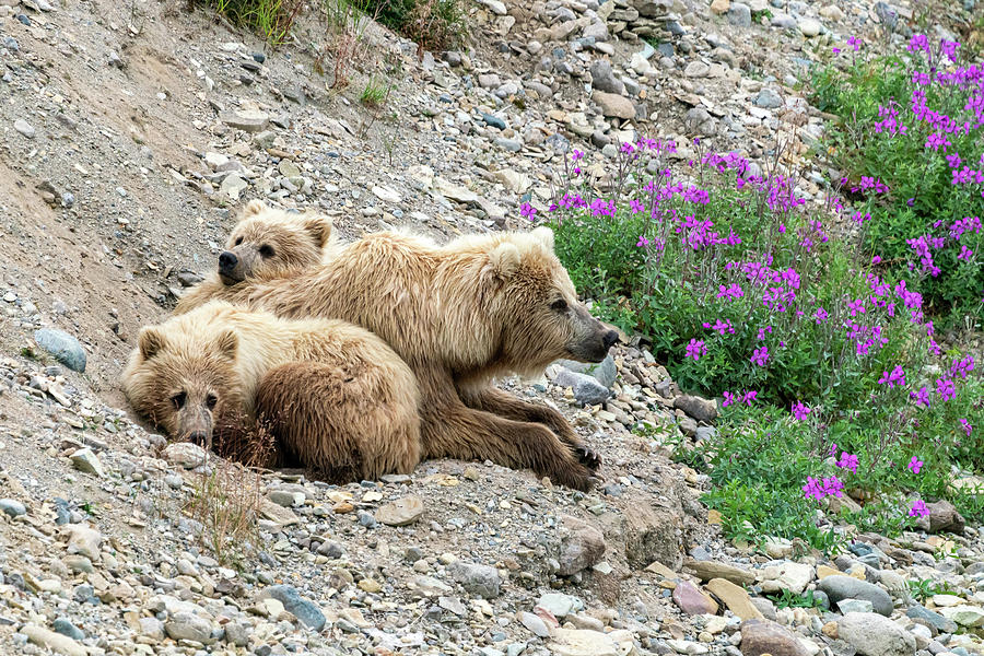 Resting with the Cubs Photograph by Jim Miller
