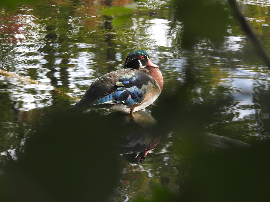Feather Photograph - Resting Wood Duck by Betty-Anne McDonald