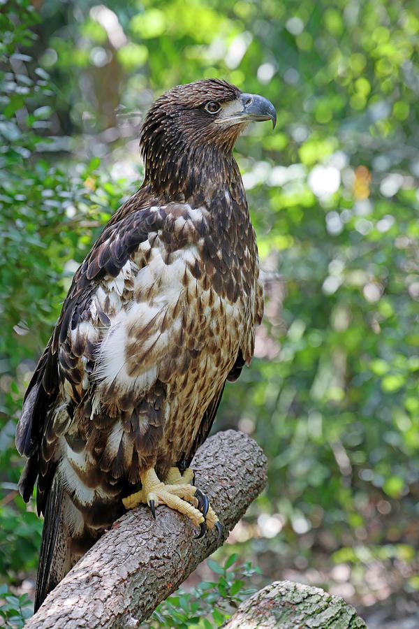 Resting Young Bald Eagle Photograph by Daniel Caracappa - Fine Art America