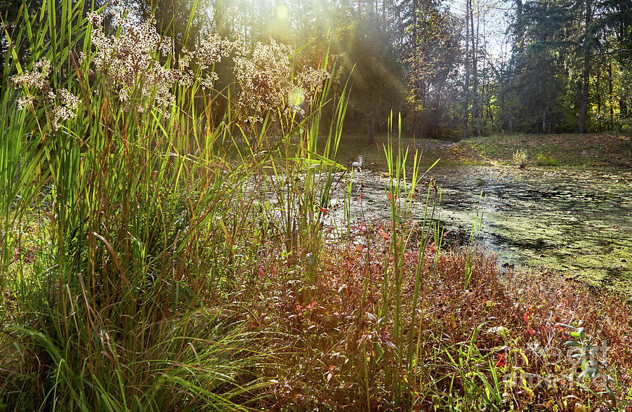 Restored stormwater pond with beaver-proof culvert Photograph by Jo Ann ...