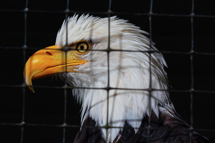 Restrained Eagle Photograph by Nicholas McCabe
