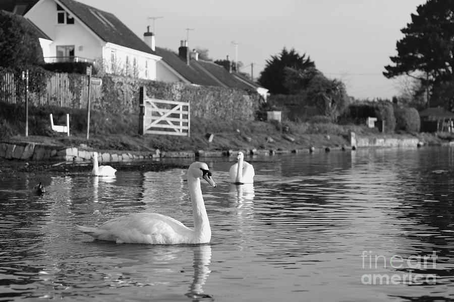 Restronguet Creek Swans Photograph by Terri Waters