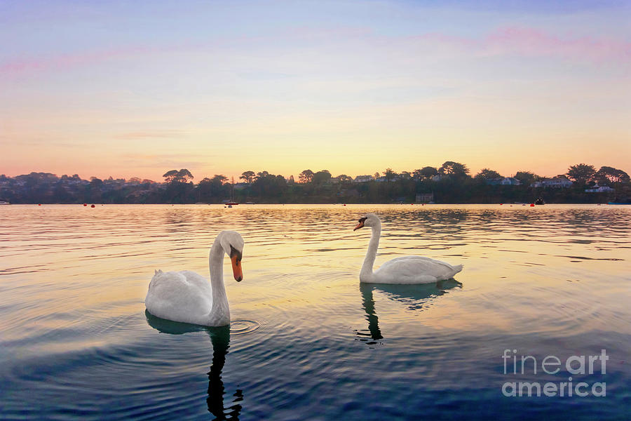 Restronguet Swans At Sunrise Photograph