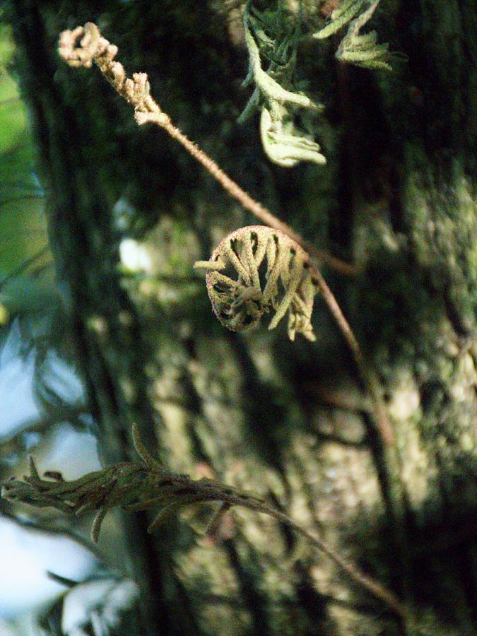 Resurrection Fern On a Jasmine Tree Photograph by Christopher Mercer
