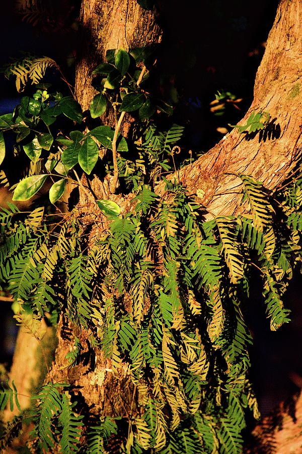 Resurrection Ferns On A Jasmine Tree Photograph by Christopher Mercer
