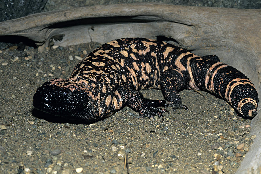 Reticulate Gila Monster, Heloderma s. suspectum, southwestern USA and Mexico Photograph by James Gerholdt
