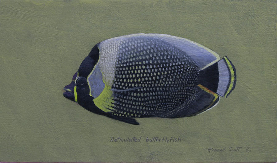 Sealife Painting - Reticulated Butterflyfish by Randall Scott