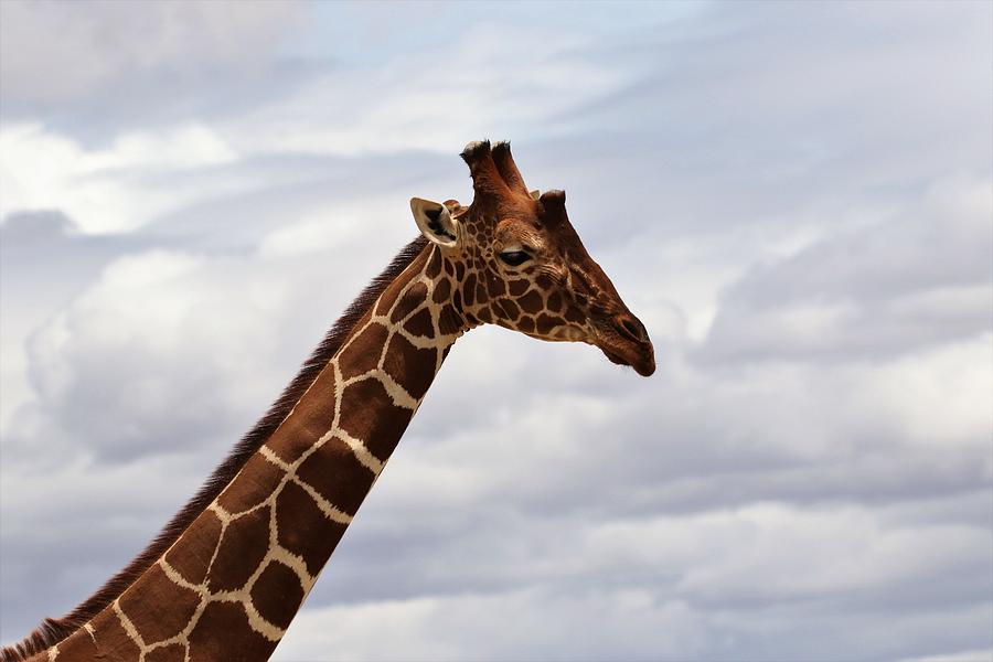 Reticulated Giraffe cloud background Photograph by Debbie Blackman ...