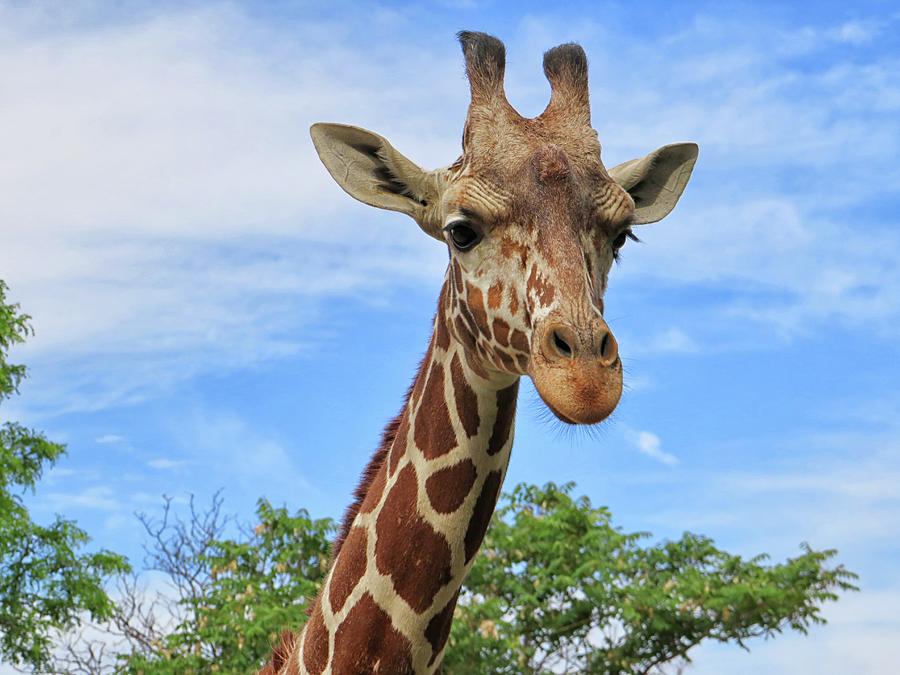 Reticulated Giraffe Photograph by Connor Beekman